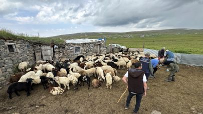 Yaylalarda aşılama seferberliği