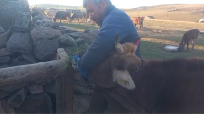 Şap köyü sardı, yetkili ortada yok