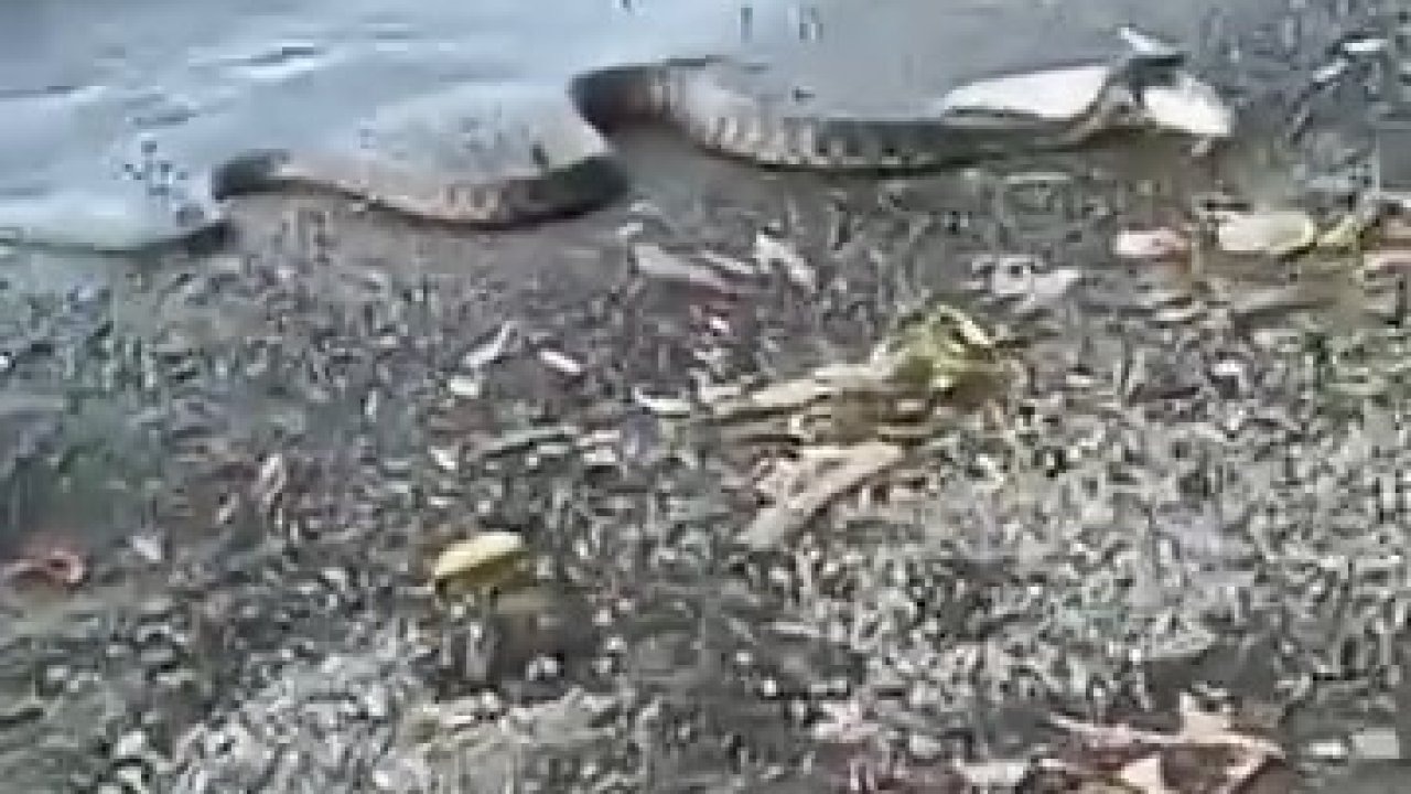 Elazığ’da yılanın balık avı kamerada