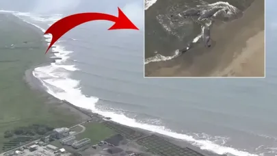 Dünyayı tedirgin eden görüntüler! tsunamide balinalar karaya vurdu