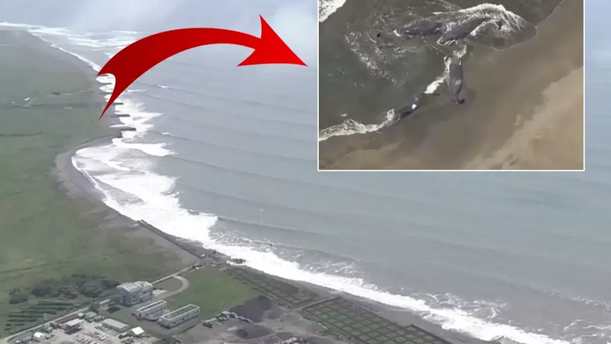 Dünyayı tedirgin eden görüntüler! tsunamide balinalar karaya vurdu