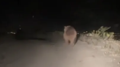 Erzincan’da boz ayı yola indi