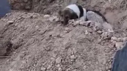 Mezar başında vefa nöbeti: Sahibinin mezarından ayrılmıyor