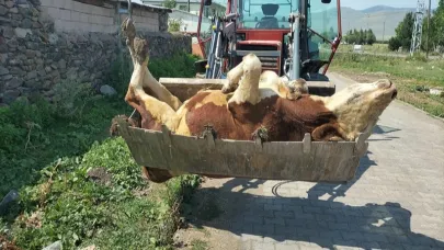 Şap hayvancılığı bitirdi! Tarım müdürü ise halâ görevde! Kaan vekil neden sessiz?