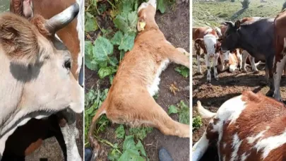 Hayvanlar telef olmaya devam ediyor