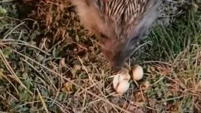 Elazığ’da kirpiyi fıstıkla beslediler