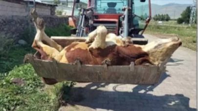 Kadın Derneklerinden Şap Salgınına Karşı Ortak Çağrı: "Göle’de Hayvancılık Tehlikede"