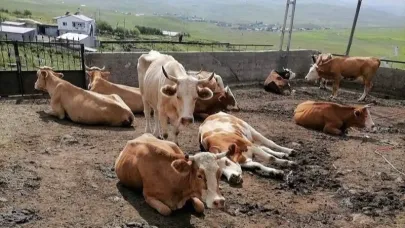 Acı tablo: 10 bin büyükbaş telef oldu