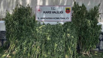 Kars’ta yüksek sayıda kök kenevir ele geçirildi