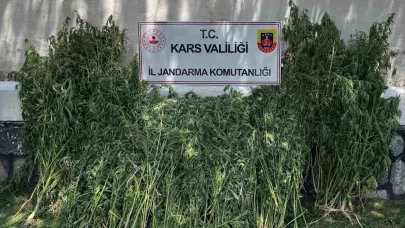 Kars’ta yüksek sayıda kök kenevir ele geçirildi