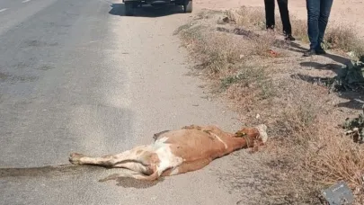 Kamyonetin çarptığı buzağı telef oldu