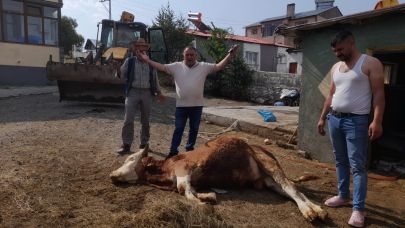 Şap hastalığı Göle’yi vurdu: "Hayvanlar ölüyor, ahırlar boşalıyor"