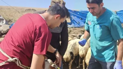 Diyadin’de küçükbaş hayvanlara kimlik ve sağlık takibi