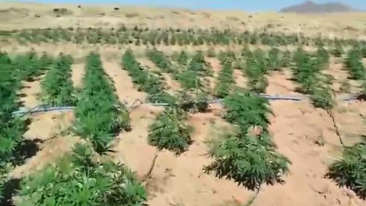 Bingöl’de 23 bin kök kenevir bitkisi ele geçirildi