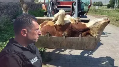 Salgında ölen hayvan sayısı ne kadar?