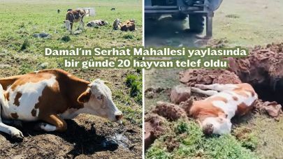 Başkan Çamliyurt: Hayvancılık Damal’ın tek geçim kapısıdır, bizde bu kapının bekçisiyiz