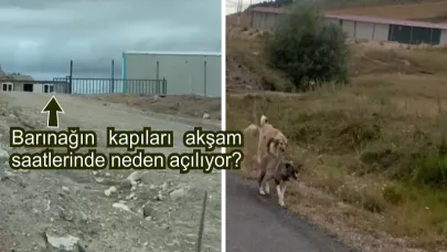 Özel İdare barınağından salınan sokak köpekleri köylerde kaz-tavuk bırakmadı