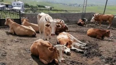 Ardahanlı Köylü şap felaketiyle boğuşuyor; ‘Aşı yapılmış gibi gösterdiler’