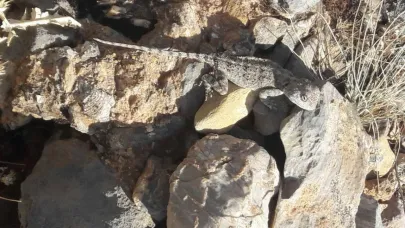 Tunceli’de kırmızı listede bulunan ‘Bozkır Keleri’ görüldü
