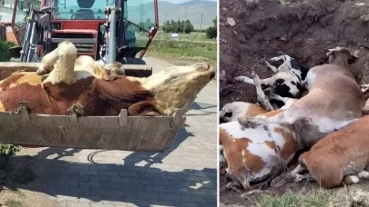 Ardahan'ın sessiz çığlığı! Ölen hayvan sayısı korkunç boyutlara ulaştı
