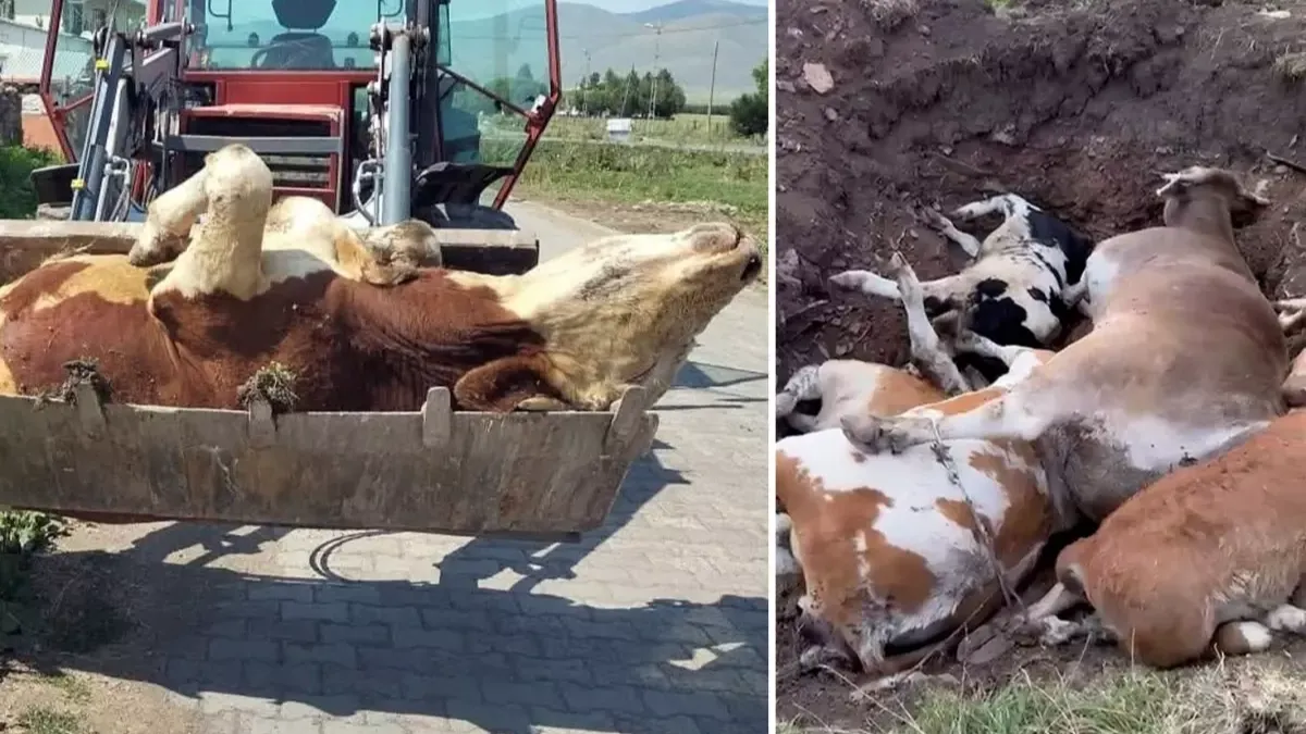 Ardahan'ın sessiz çığlığı! Ölen hayvan sayısı korkunç boyutlara ulaştı