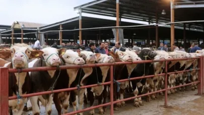 Hayvan pazarları Ağustos sonunda açılabilir: Şap aşılamasında kritik süreç devam ediyor