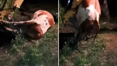 Ardahan'ın çöküşü! Gömülen sadece hayvanlar değil, umutlar ve emekler de toprağa karışıyor