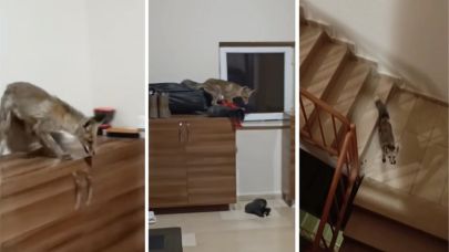 Kapısı açık bırakılan apartmana davetsiz misafir olarak girdi! Herkesi şaşkına uğrattı