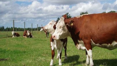 Altun Grup Tarım ve Hayvancılık Müjdeyi Verdi: Ön Siparişler Başladı