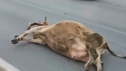 Yola çıkan ineğe otomobil çarptı