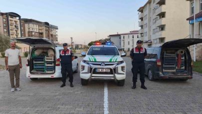 Kaçak kurbağa avcılığına jandarma operasyonu