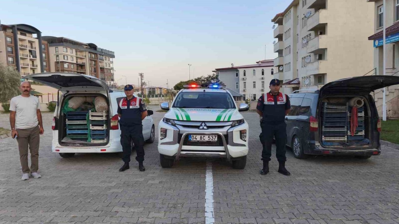 Kaçak kurbağa avcılığına jandarma operasyonu