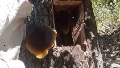 Ağaç kovuğundan kilo kilo bal çıktı