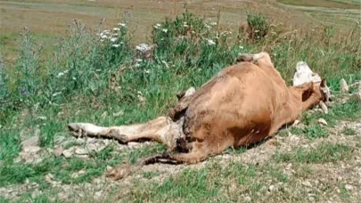 Şap, Ardahan’da kırmızı et tüketimini düşürdü!