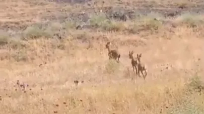 Elazığ’da dağ keçileri piknik alanlarına indi