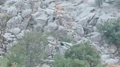 Elazığ’da dağ keçileri sürü halinde görüldü
