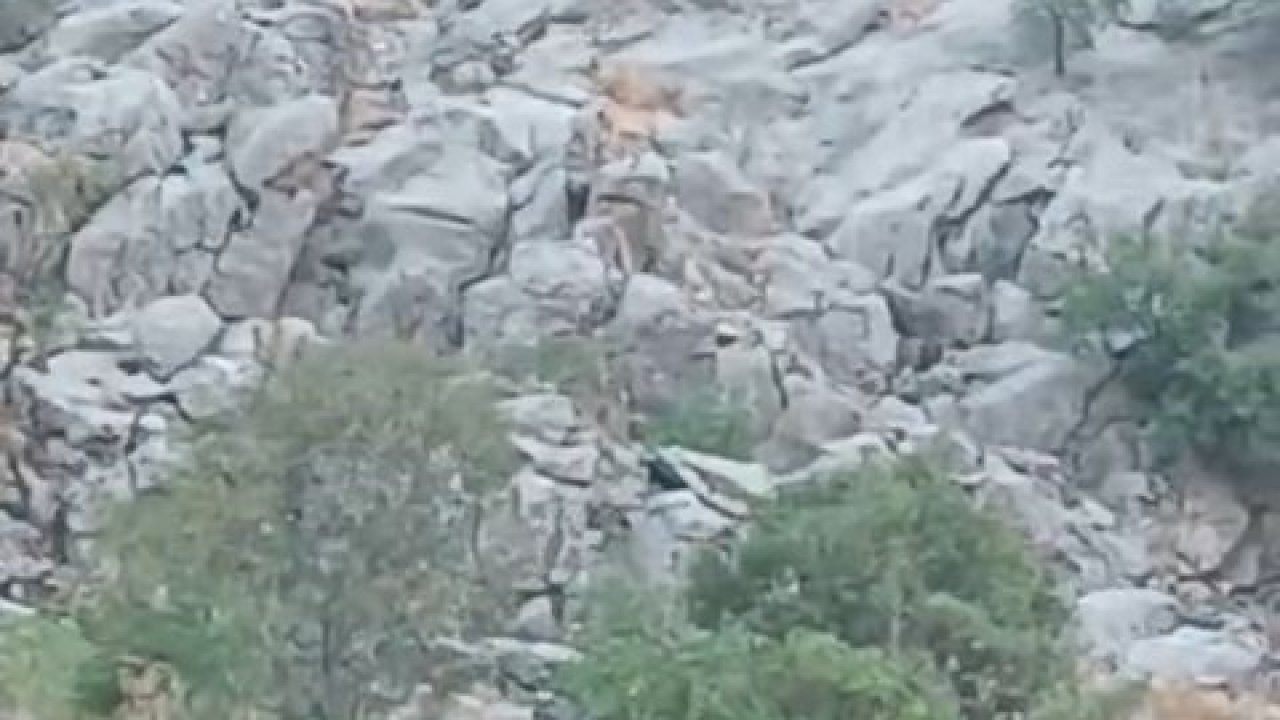 Elazığ’da dağ keçileri sürü halinde görüldü