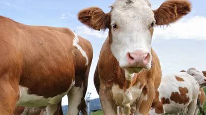 Çiftçiye müjde! Hayvan desteği başvuruları başladı