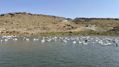 Kars’ta kazlar kış sofraları için besiye alındı