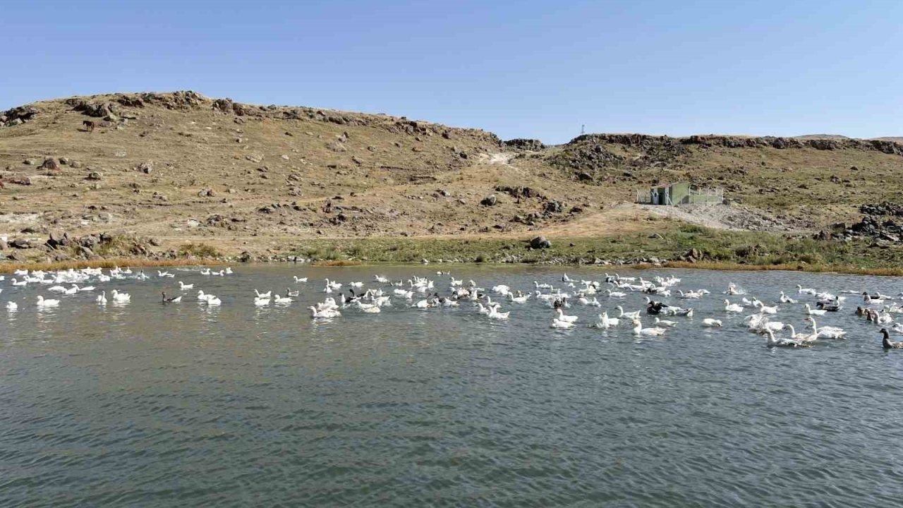 Kars’ta kazlar kış sofraları için besiye alındı