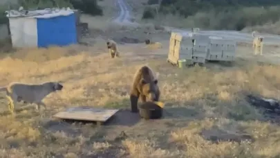 Tunceli’de karakolun davetsiz misafiri: Bozayı