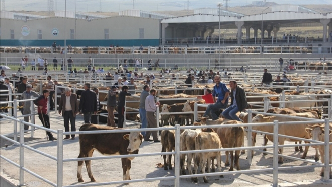 Ardahan’da Hayvan Pazarı Pazartesi Açılıyor