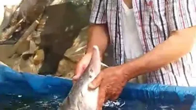 Elazığ’da oltaya takıldı, havyarı 2 milyon lira