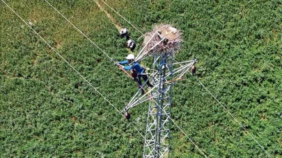 Doğu Anadolu’da hem leylekler hem de enerji güvende