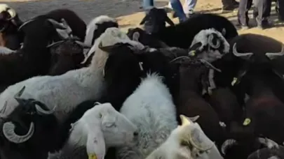 Patnos’ta hayvan pazarı yeniden açıldı
