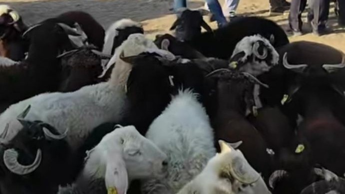 Patnos’ta hayvan pazarı yeniden açıldı