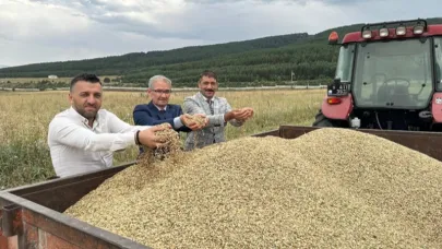 ARÜ, kavılca buğdayı hasadına başladı
