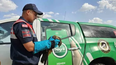 Yaralı bulunan kartal koruma altına alındı
