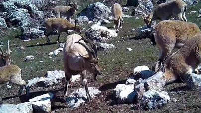 Yaban keçisi sürüsü fotokapanla görüntülendi