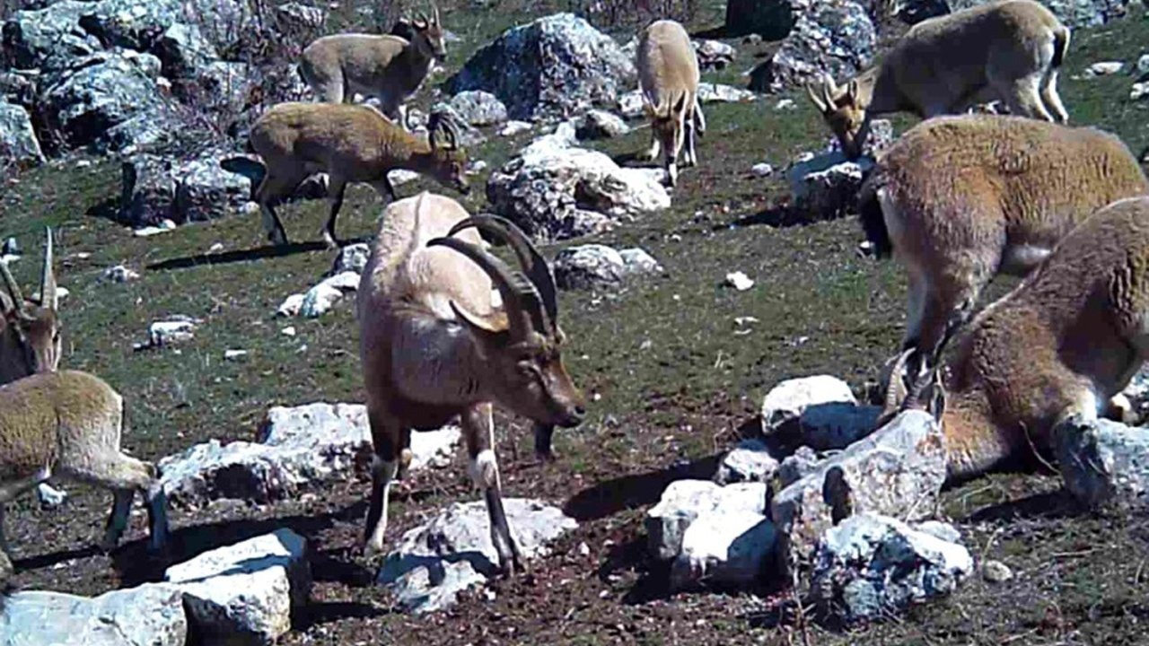 Yaban keçisi sürüsü fotokapanla görüntülendi
